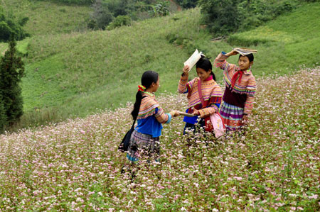 Chăm sóc sân vườn, duy trì sân vườn, bảo dưỡng sân vườn, bảo dưỡng sân vườn cây xanh, chăm sóc thảm cỏ, bảo dưỡng thảm cỏ, bảo dưỡng hồ Koi, vệ sinh hồ Koi